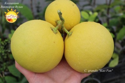 C. grandis Kao Pan2 - 